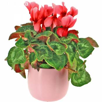 Plante - Cyclamen Rose