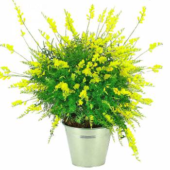 Plante - Cytise