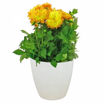 Plante fleurie - Dalhia