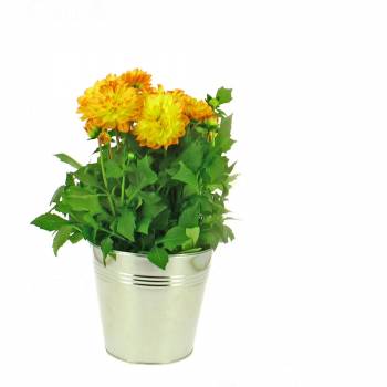 Flowering plant - Dalhia