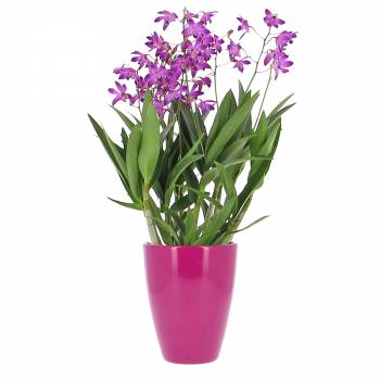 Orchidée - Dendrobium Berry Oda