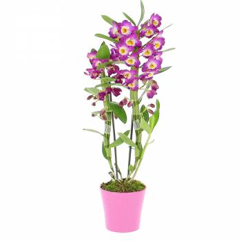 Livraison en moins de 24h : Orchidée Dendrobium Violet