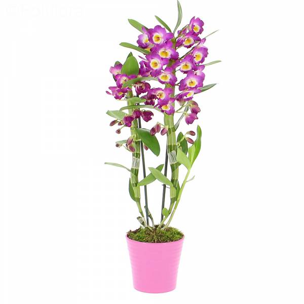 Lila Dendrobium-Orchidee