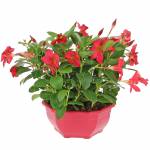 dipladenia-coupe