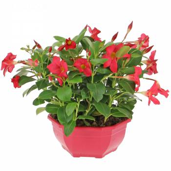 Flowering plant - Dipladénia Cup