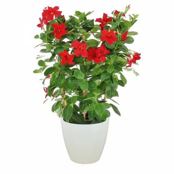 Plante fleurie - Dipladenia (Jasmin du Chili)