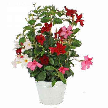 Flowering plant - Dipladenia Tricolore