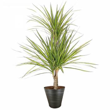Plant - Dracaena