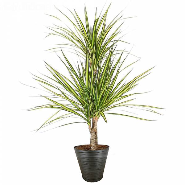 Dracaena