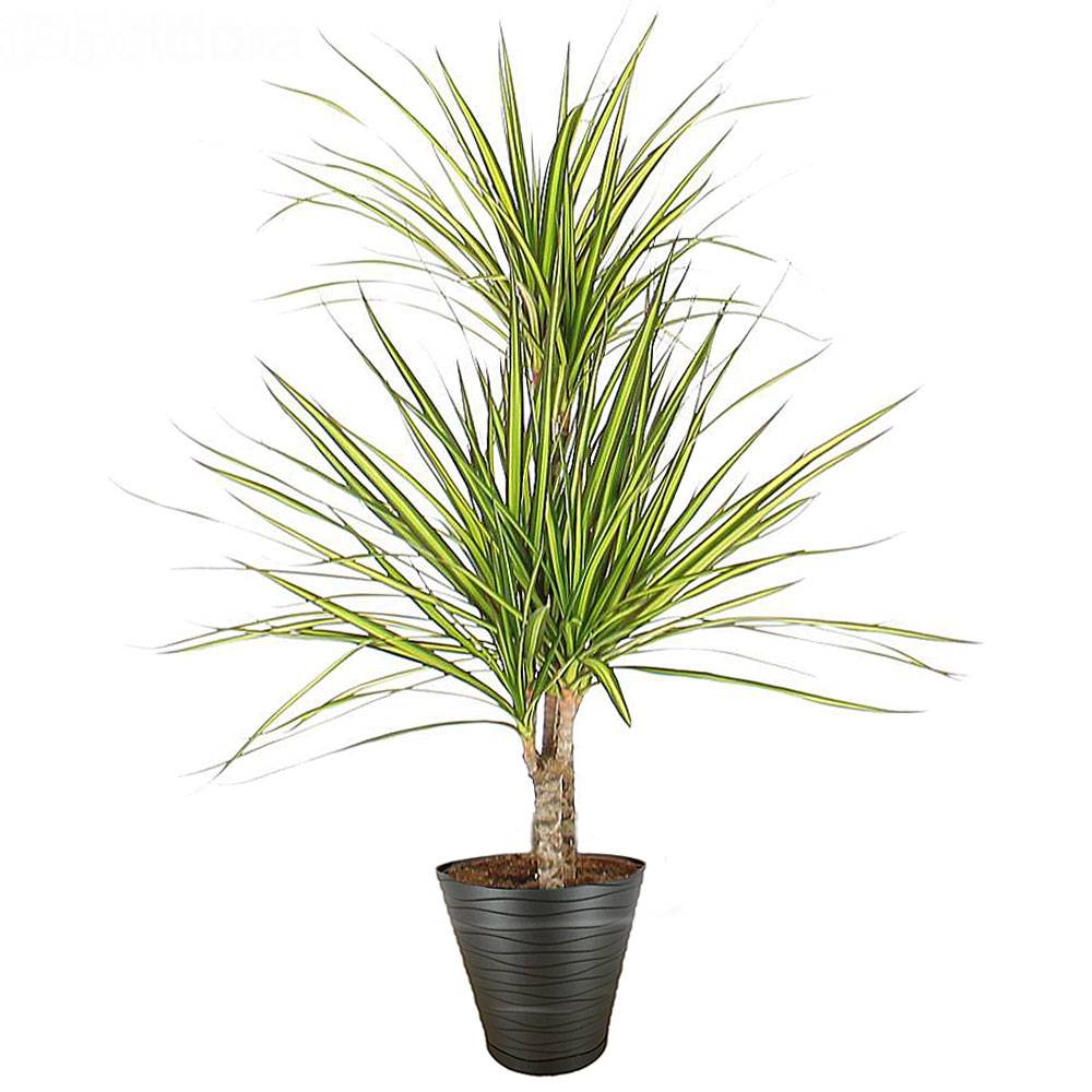 Plante verte d'intérieur Dracaena  Livraison par un fleuriste 7j/7 en 4h -  L'agitateur floral