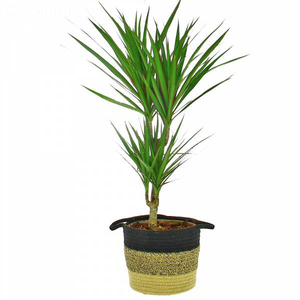 Dracaena Marginata