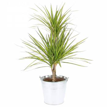 Plante verte - Dracaena