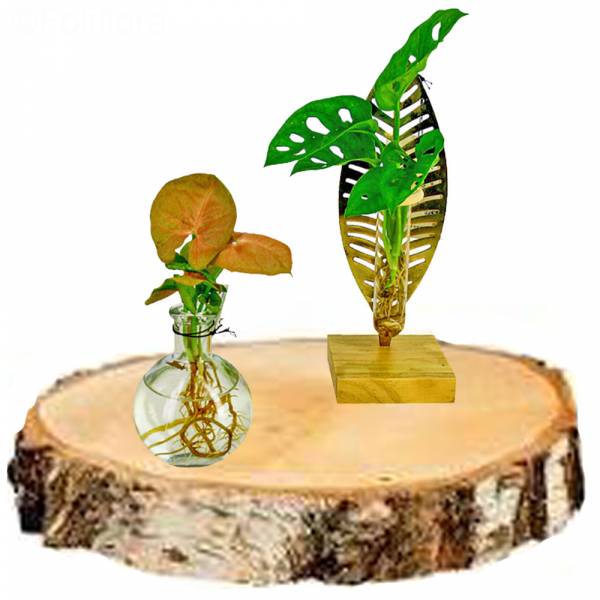 Duo Verrerie