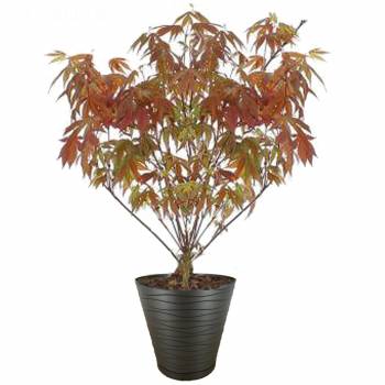 Green plant - Japanese maple