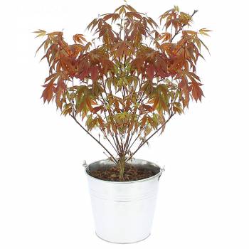 Plante verte - Erable du Japon