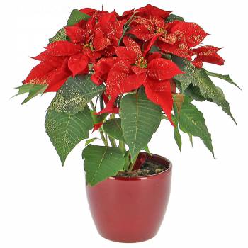 Plante fleurie - Etoile de Noël Pailletée
