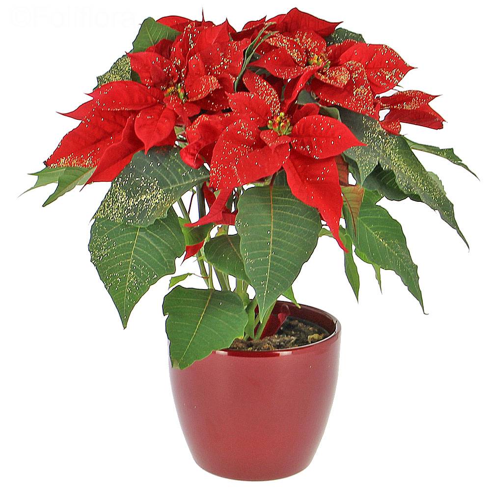 Glitter Christmas Star Delivery Flowering Plant Foliflora