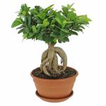 ficus-ginseng-cp