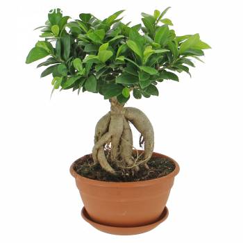 Plant - Ficus Ginseng