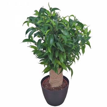 Plant - Ficus stem jute