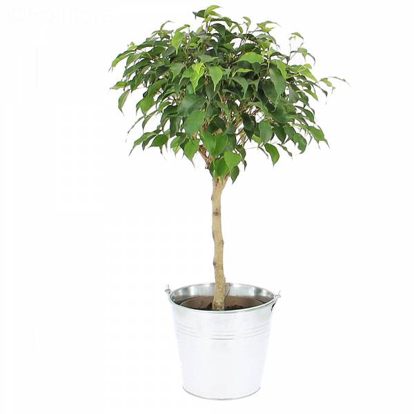 Ficus-Stamm