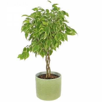 Plante verte - Ficus Tressé