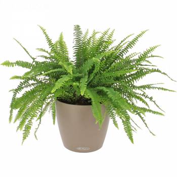 Office plant - Depolluting fern