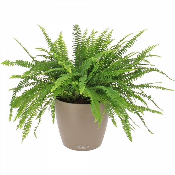 Depolluting fern