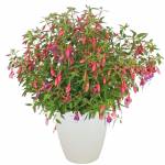 fuchsia