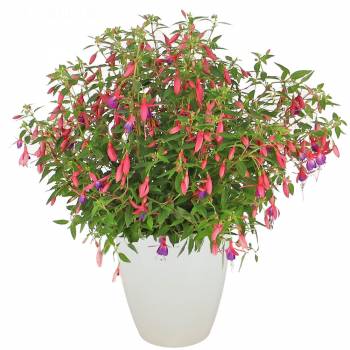 Plante fleurie - Fuchsia