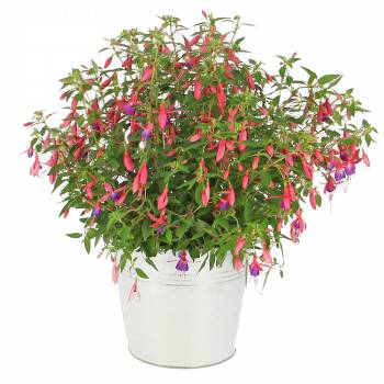 Plante fleurie - Fuchsia