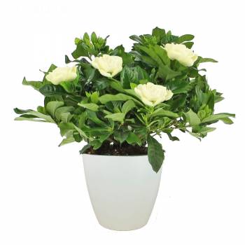 Flowering plant - Gardenia