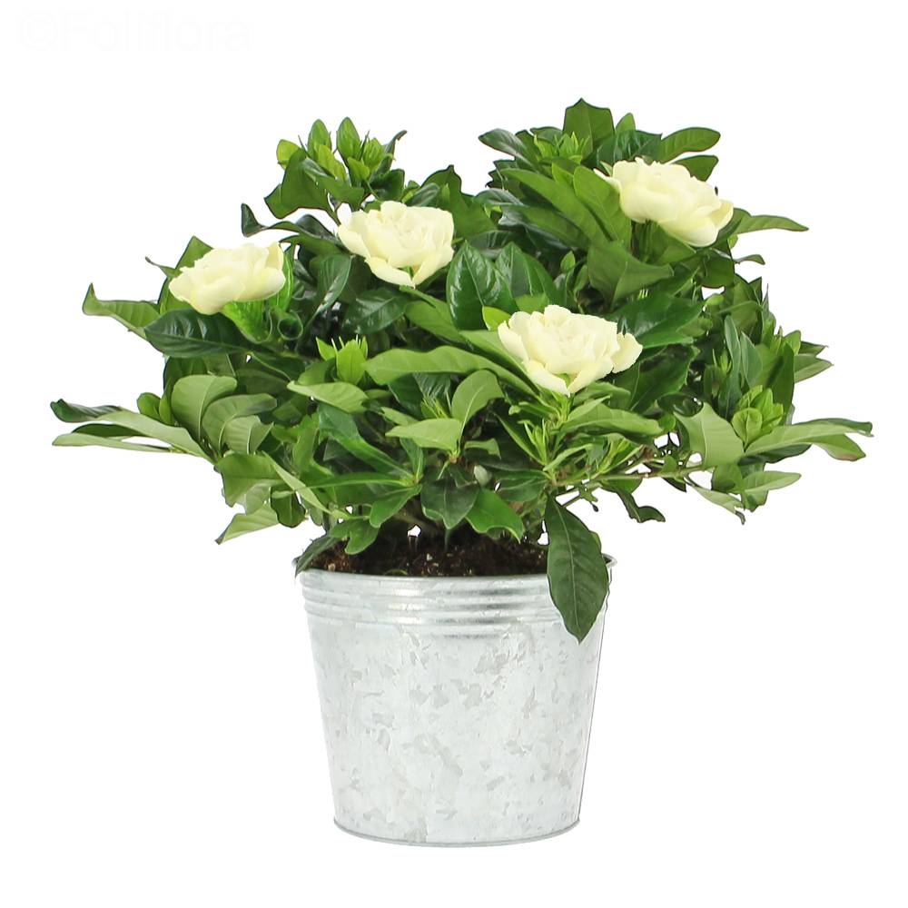 Gardenia delivery - Flowering plant - Foliflora