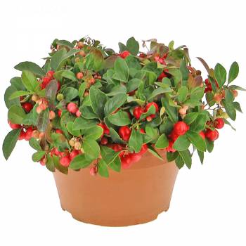 Plant - Gaultheria