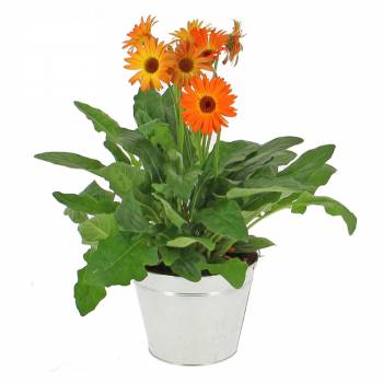 Flowering plant - Gerbera