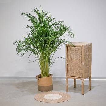 Grote planten - Grote Areca