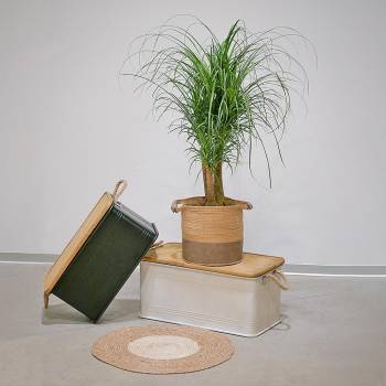 Plant - Large Branched Beaucarnea