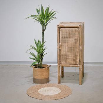 Plantas Grandes - Limão Dracaena Grande