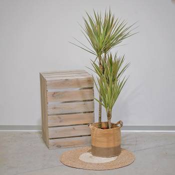 Grandes Plantes - Grand Dracaena Marginata Bicolor