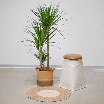 Large Plants - Large Green Dracaena Marginata