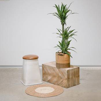 Tous les produits - Grand Dracaena Warneckii