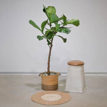 Grandes Plantes - Grand Ficus Lyrata