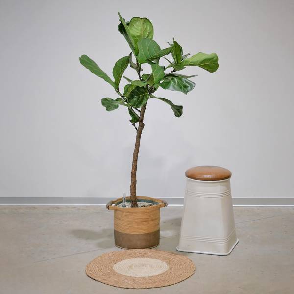 Grand Ficus Lyrata