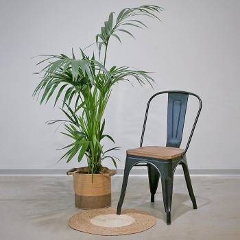 Plante - Grand Palmier Kentia