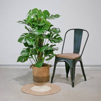 Tous les produits - Grand Philodendron Monstera