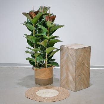Large Plants - Large Ficus Robusta Green