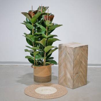 Plante - Grand Ficus Robusta Vert