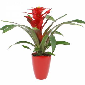 Plante fleurie - Guzmania Luna