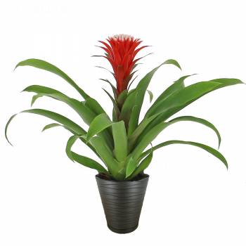 Plant - Guzmania Hope