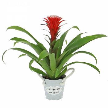 Plante fleurie - Guzmania Hope